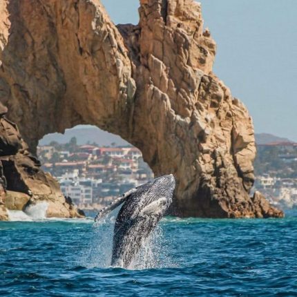 Viñedos y ballena Gris 04dias VIG31MAR26